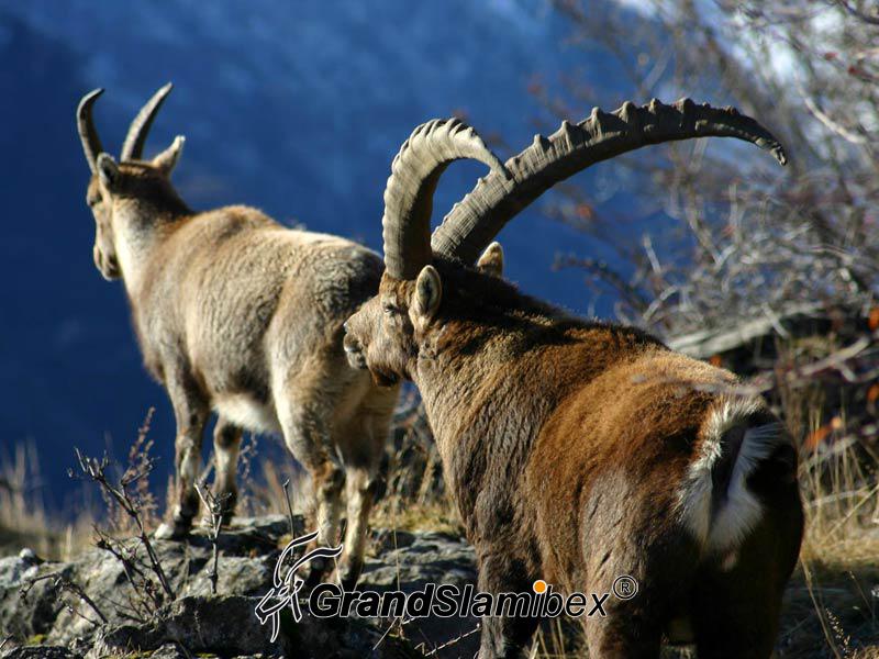 a-grand-slam-ibex-alpine-ibex-6