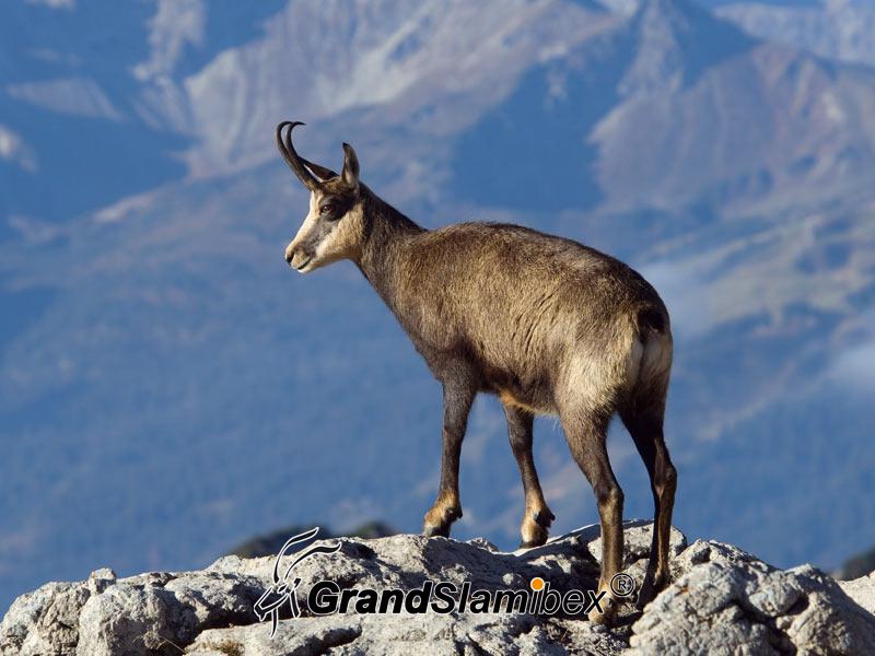 grand-slam-ibex-alpine-chamois-3
