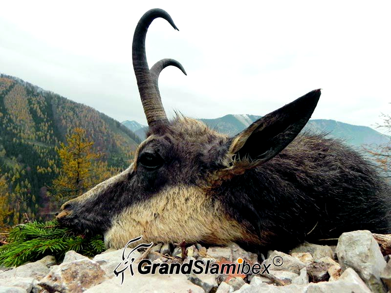 Alpine-Chamois-Hunt-in-Austria-S1 (5)