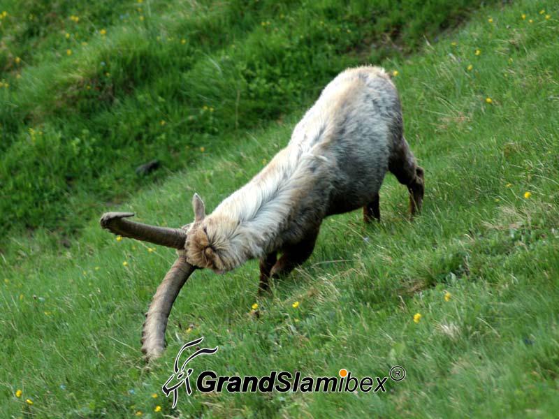 Alpine-Ibex-Hunt-in-Austria- S1 (2)