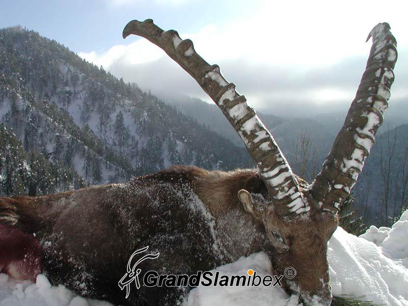 Alpine-Ibex-Hunting-in-Austria- S2 (2)