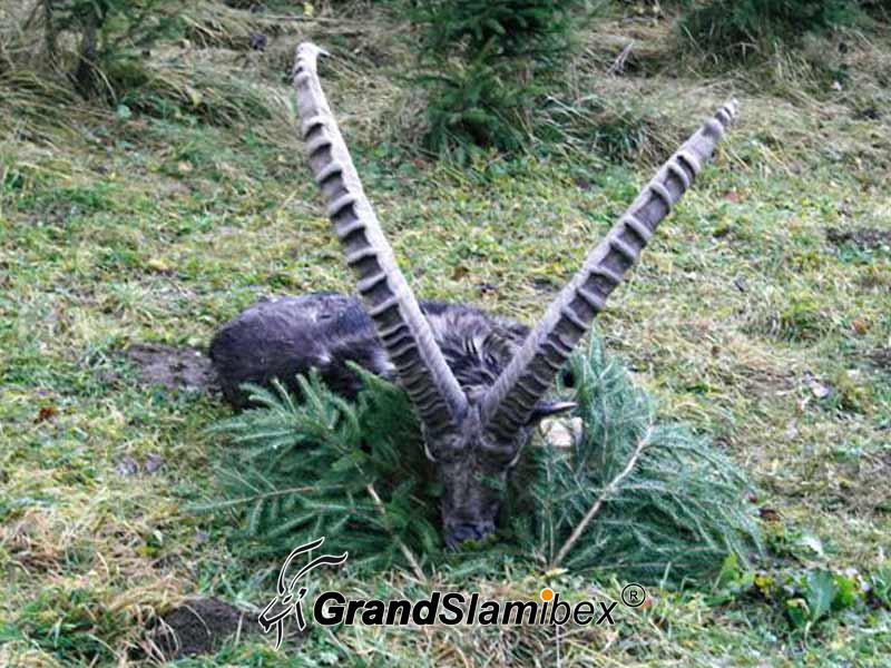 Alpine-Ibex-Hunting-in-Austria- S2 (3)