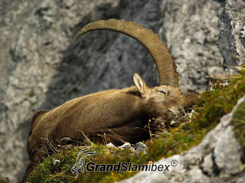 Alpine-Ibex-Hunting-in-Austria- S2 (4)