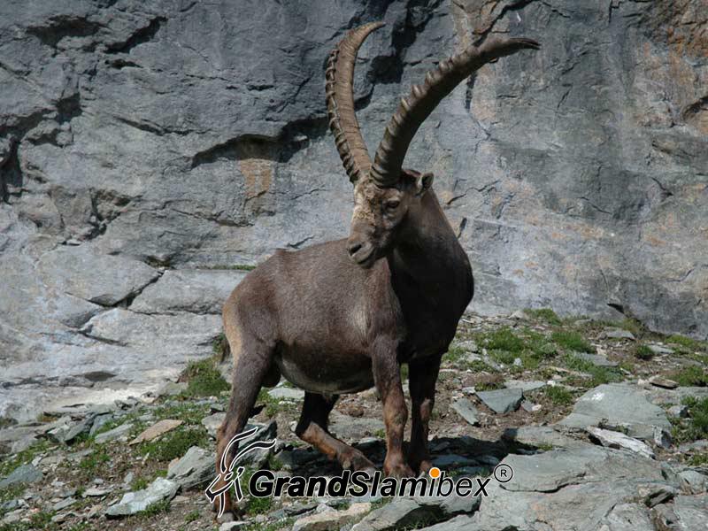 Alpine-Ibex-Hunting-in-Austria- S2 (5)