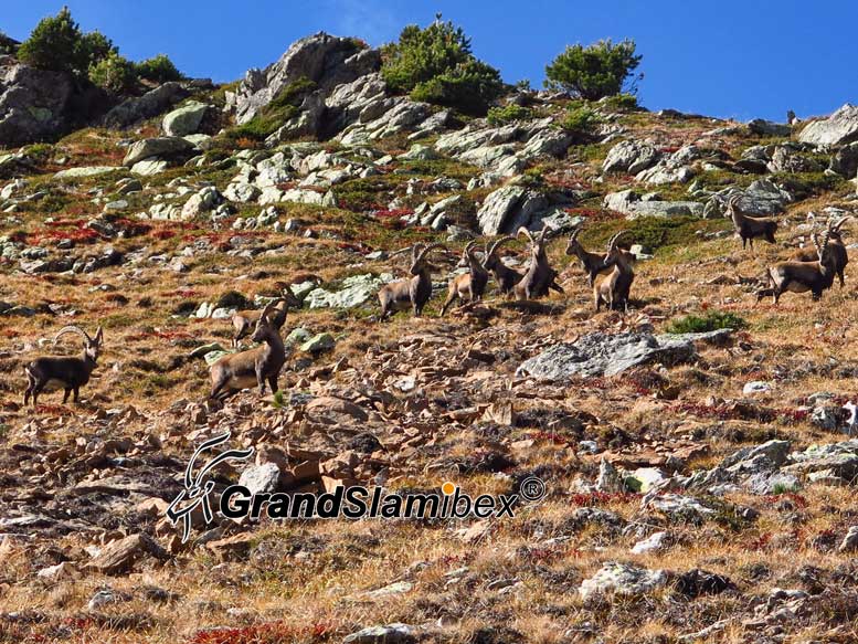 Alpine-Ibex-hunting-in-Switzerland- S2 (1)