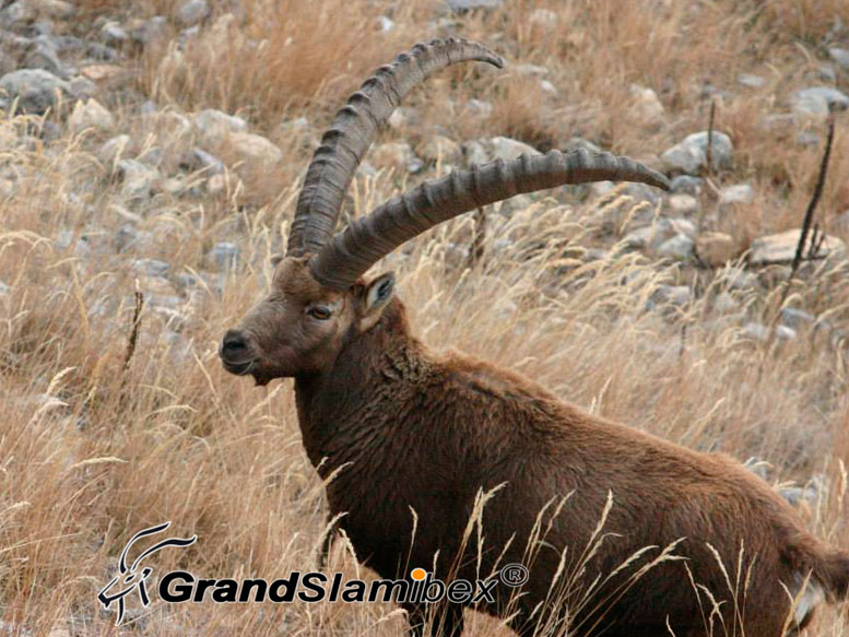 Alpine-Ibex-hunting-in-Switzerland- S2 (2)