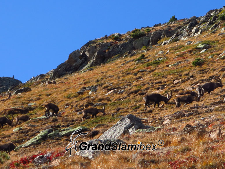 Alpine-Ibex-hunting-in-Switzerland- S2 (3)