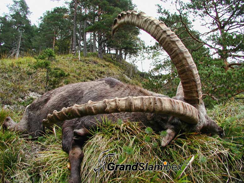 Alpine-Ibex-hunting-in-Switzerland- S2 (4)