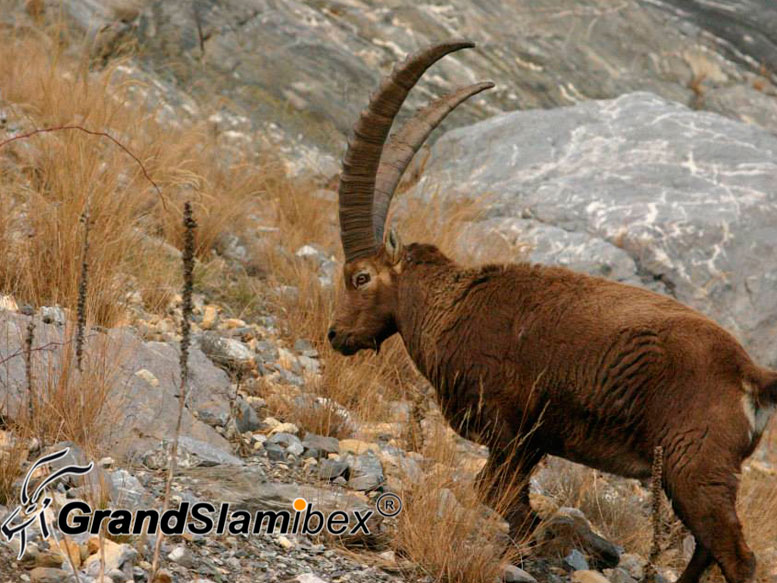 Alpine-Ibex-hunting-in-Switzerland- S2 (5)