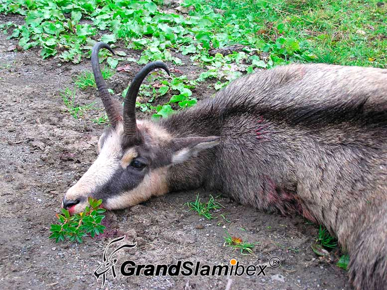 Alpine-chamois-hunting-in-Switzerland -S2 (4)