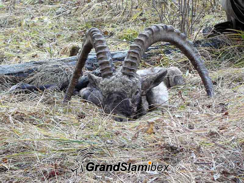 Altai-Ibex-Hunting-in-Mongolia- S2 (4)
