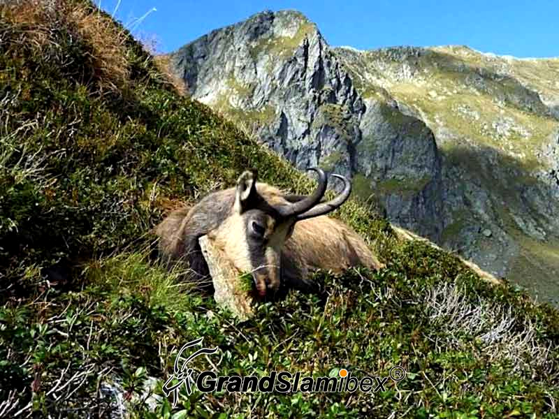 Anatolian-chamois-hunt-in-Turkey- S1 (3)