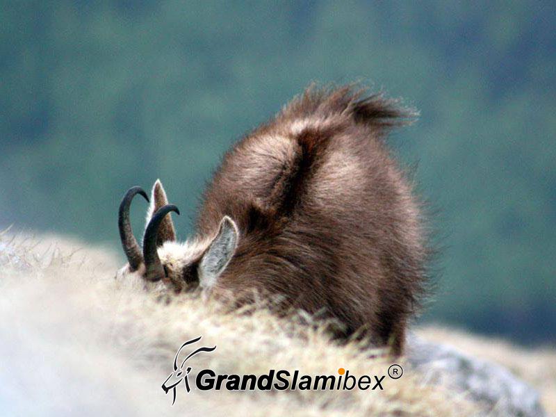 Tatra-Chamois-Hunt-in-Slovakia