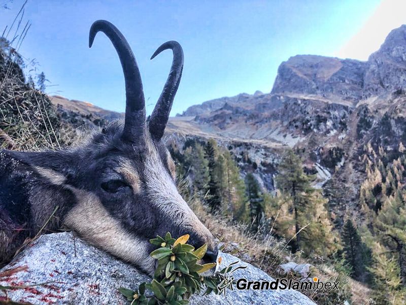 Alpine-Chamois-Hunting-in-Switzerland
